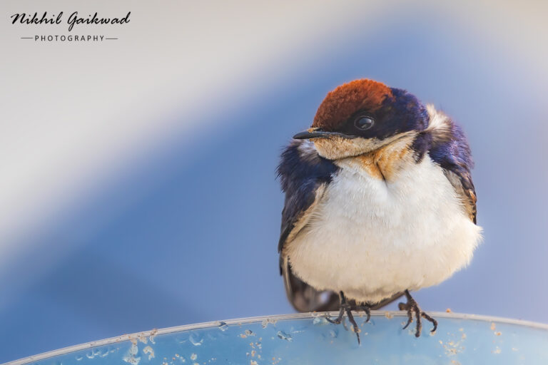 Barn Swallow