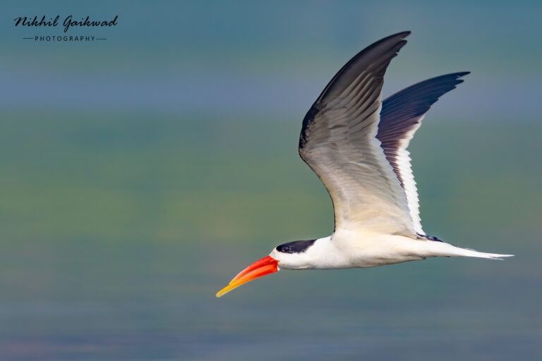 Indian Skimmer