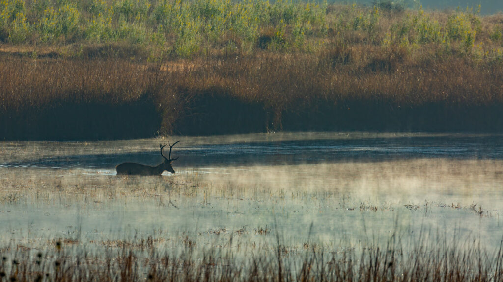 Kanha