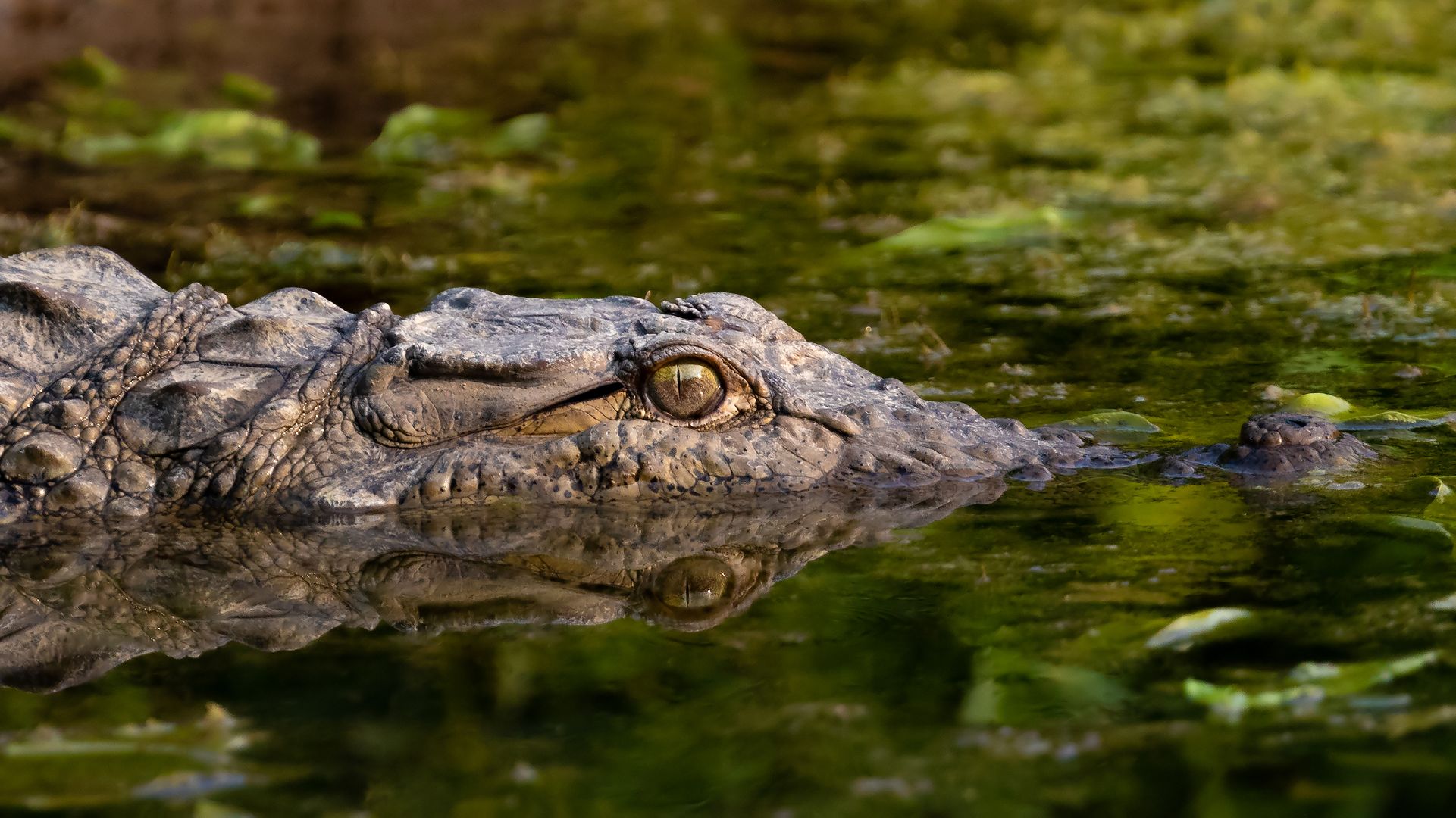 crocodile