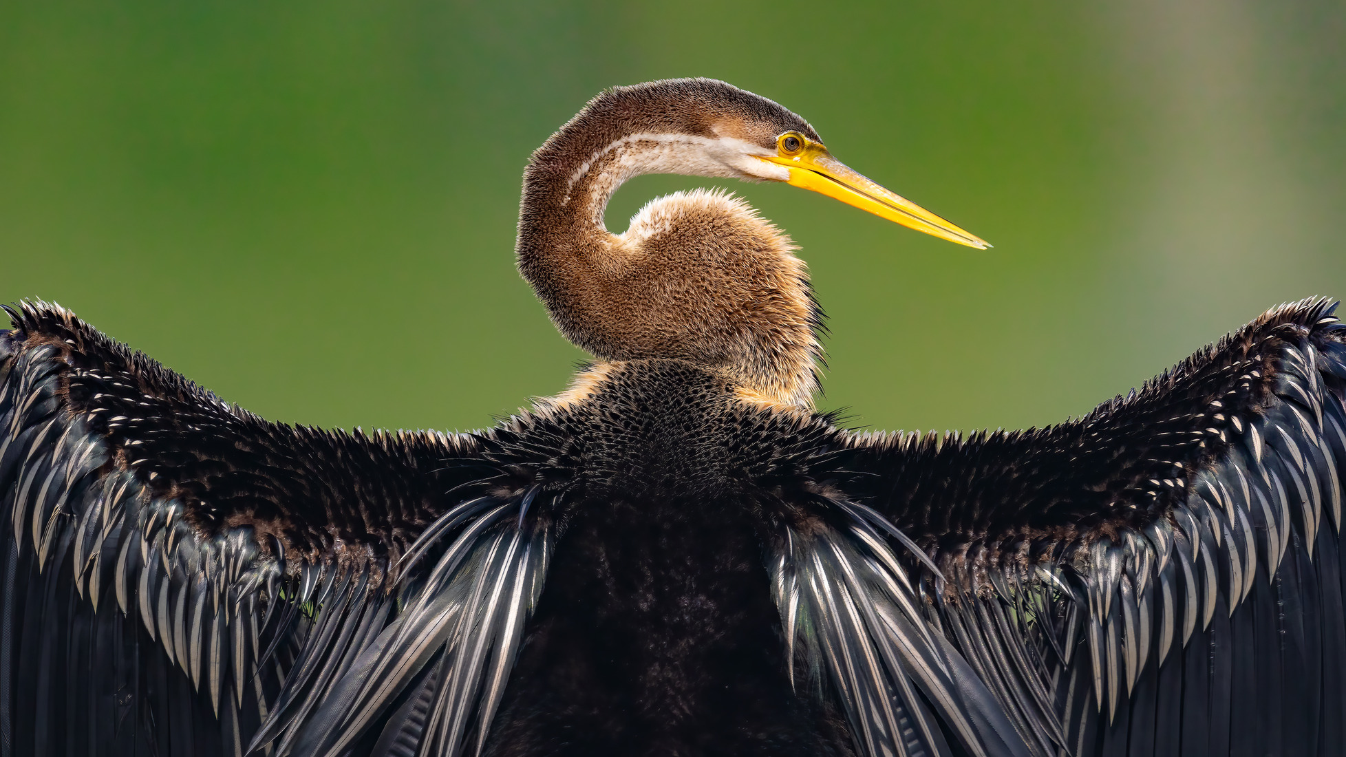 darter final