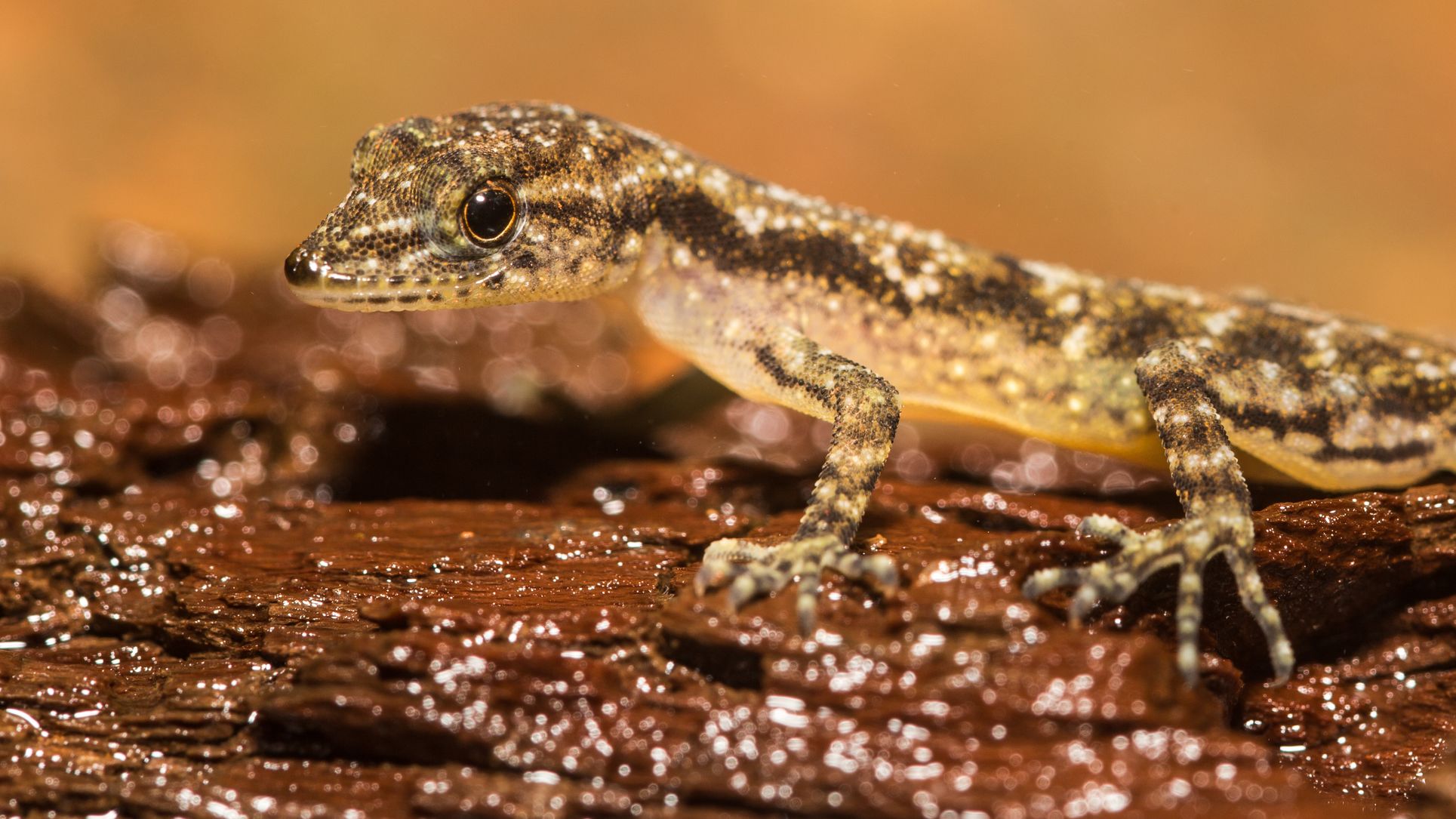 gecko