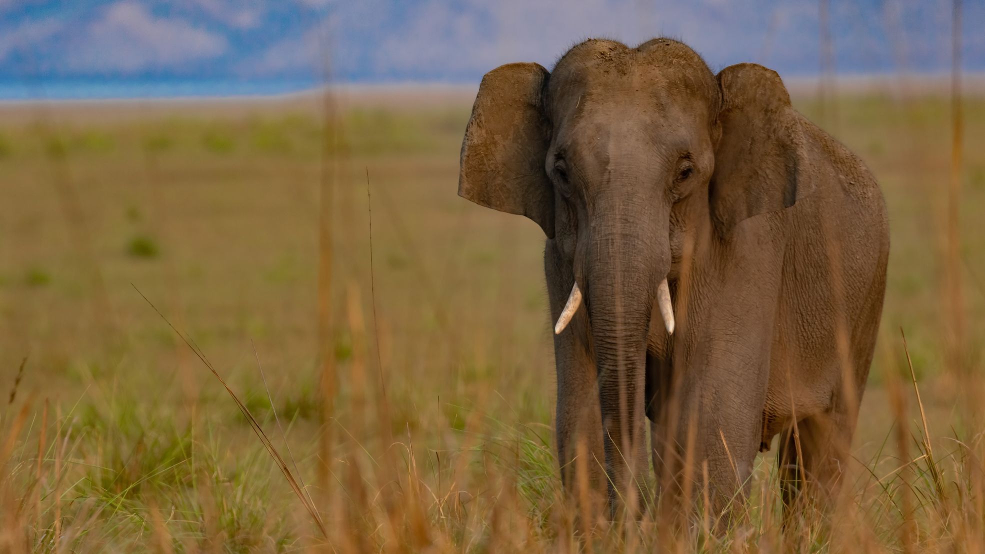 jim corbett