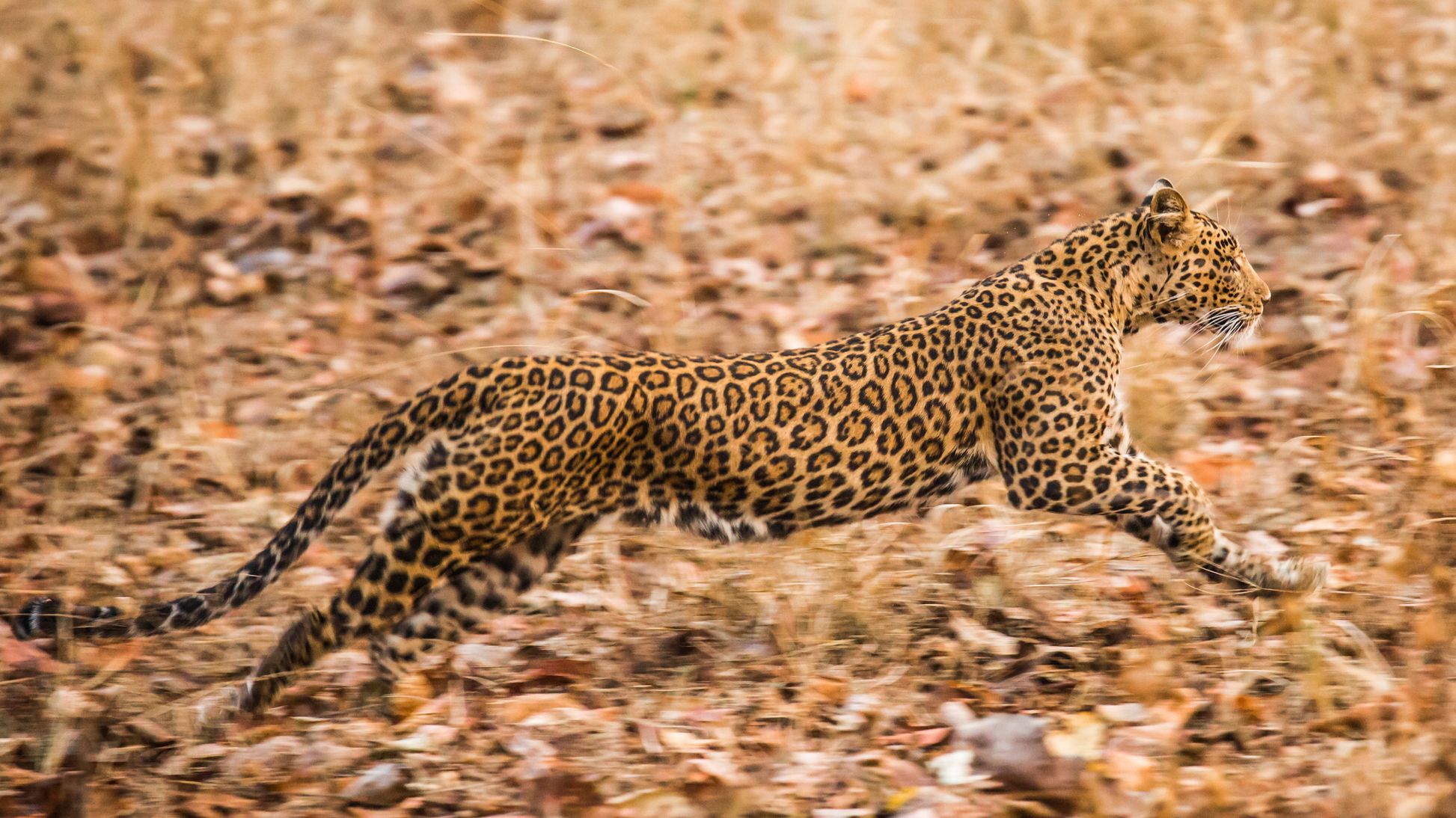 leopard