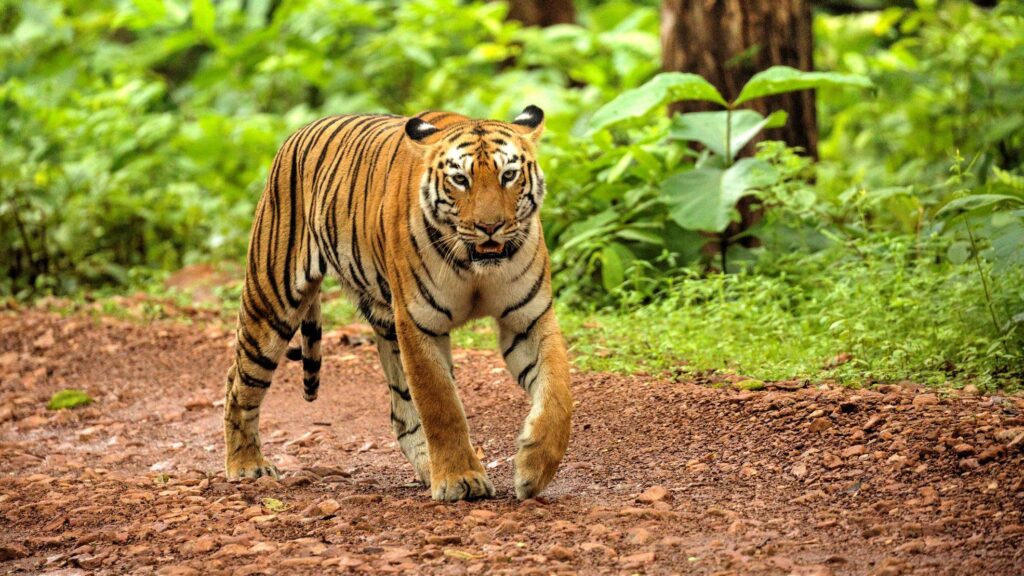 tiger