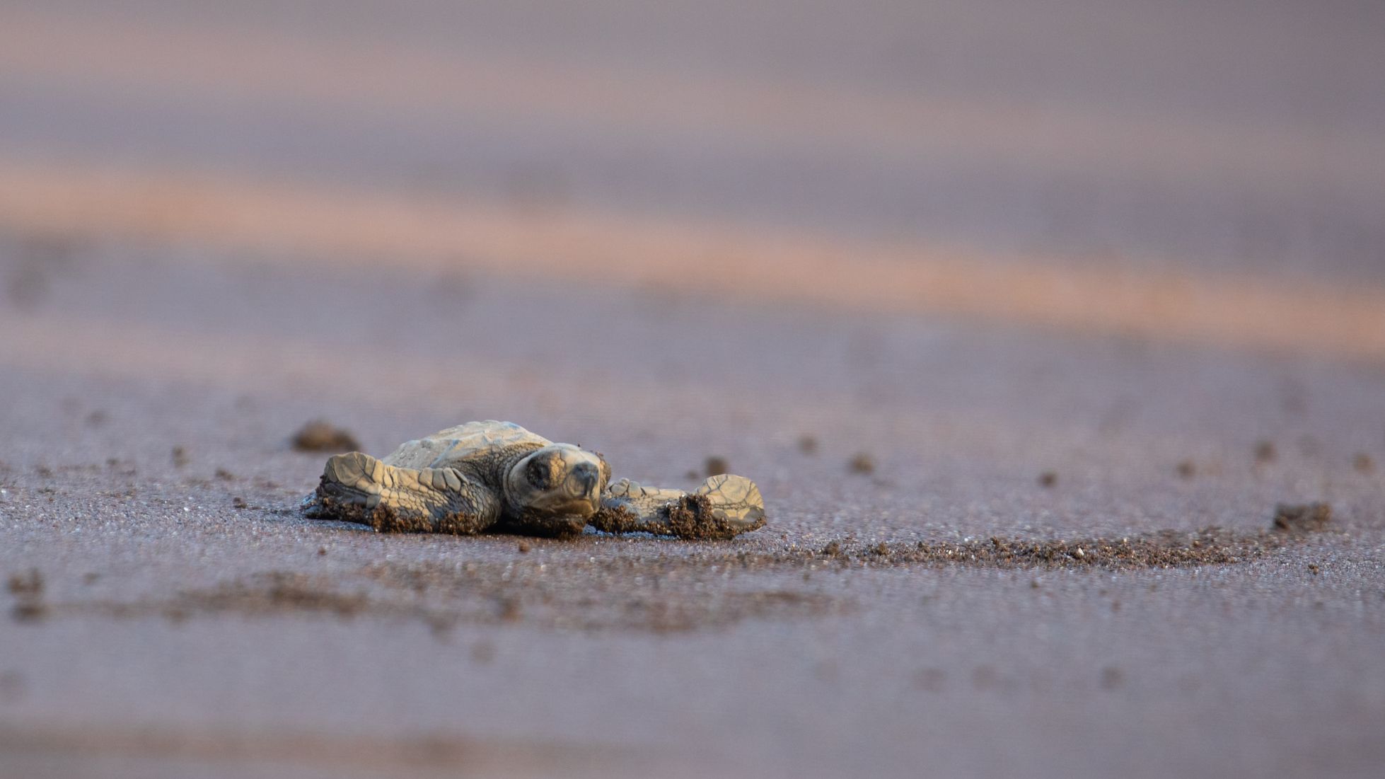 turle